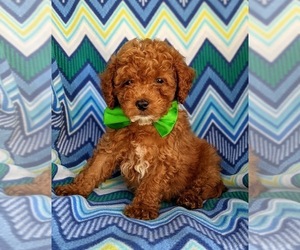 Poodle (Miniature) Puppy for sale in KIRKWOOD, PA, USA
