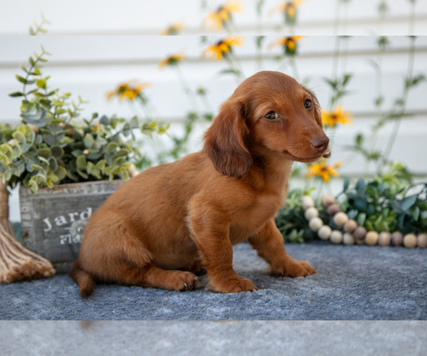 Medium Photo #2 Dachshund Puppy For Sale in ELIZABETHTOWN, PA, USA