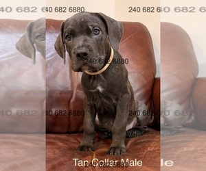Medium Cane Corso
