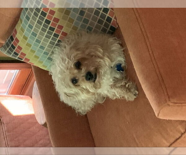 Medium Photo #1 Maltese-Poodle (Toy) Mix Puppy For Sale in East Derry, NH, USA