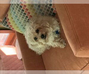 Maltese-Poodle (Toy) Mix Dogs for adoption in East Derry, NH, USA