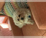 Small Maltese-Poodle (Toy) Mix