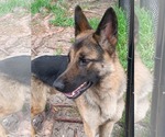 Small #3 German Shepherd Dog