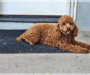 Medium Poodle (Toy)