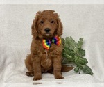 Small Photo #1 Goldendoodle-Poodle (Miniature) Mix Puppy For Sale in CEDAR LANE, PA, USA