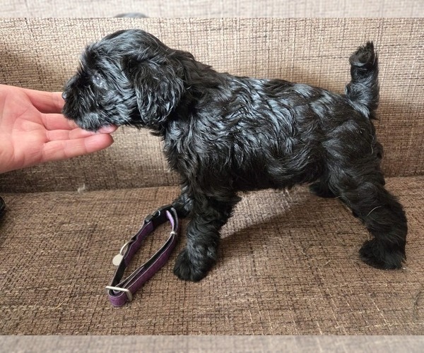 Medium Photo #5 Schnauzer (Miniature) Puppy For Sale in Hatvan, Heves, Hungary