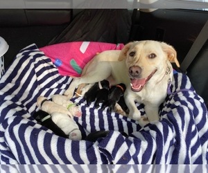 Mother of the Labrador Retriever puppies born on 09/01/2021