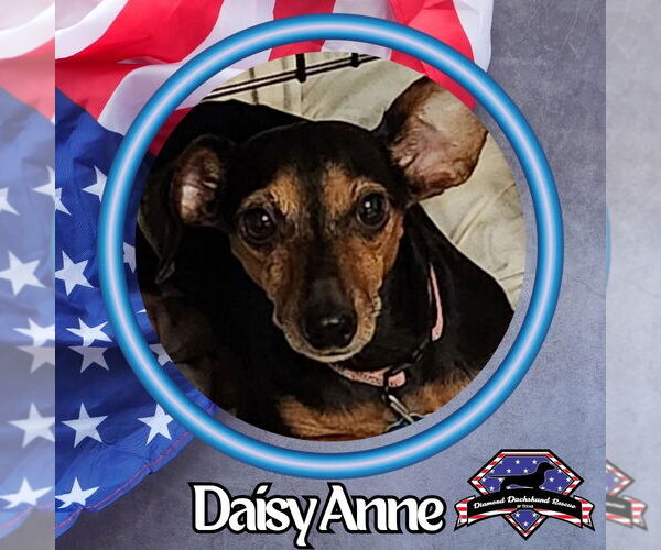 Medium Photo #2 Dachshund-Unknown Mix Puppy For Sale in San Antonio, TX, USA