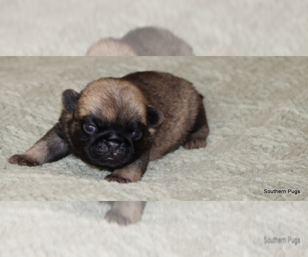 Medium Photo #3 Pug Puppy For Sale in WINNSBORO, TX, USA
