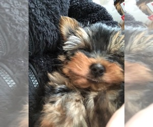 Yorkshire Terrier Puppy for sale in FREMONT, CA, USA