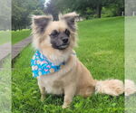 Small Photo #1 Cairanian Puppy For Sale in Lewistown, PA, USA