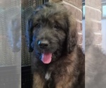 Puppy Fluffy Golden Newfie Doodle