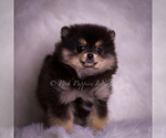 Small Photo #111 Pomeranian Puppy For Sale in WARSAW, IN, USA