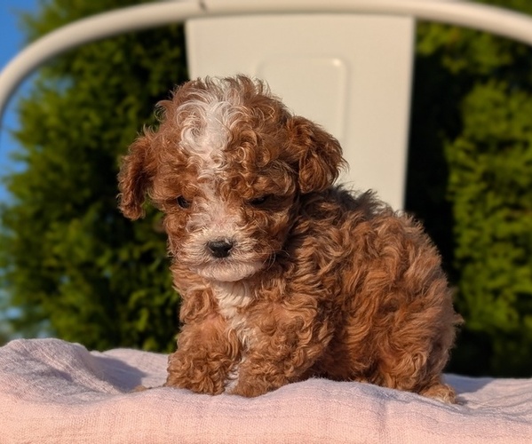Medium Photo #24 Cavapoo (Miniature) Puppy For Sale in GOSHEN, IN, USA