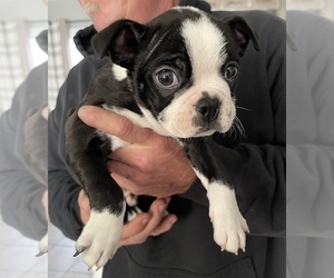 Boston Terrier Puppy for sale in CINCINNATI, OH, USA