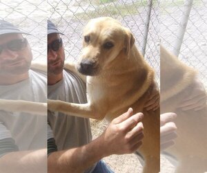 Mutt Dogs for adoption in Golden Valley, AZ, USA