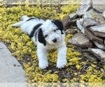 Small Miniature Bernedoodle