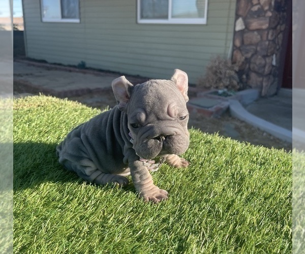Medium Photo #12 French Bulldog Puppy For Sale in SAN ANTONIO, TX, USA