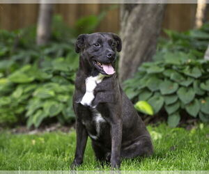 Labrador Retriever-Unknown Mix Dogs for adoption in Farmington, MN, USA