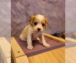 Puppy 3 Cavalier King Charles Spaniel-Miniature Australian Shepherd Mix