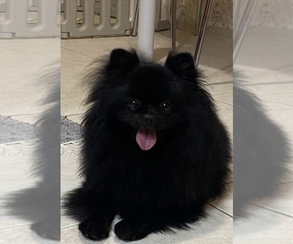 Medium Photo #1 Pomeranian Puppy For Sale in Chisinau, Chisinau Municipality, Moldova