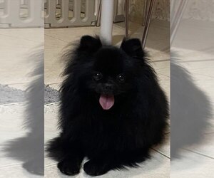 Mother of the Pomeranian puppies born on 02/01/2025