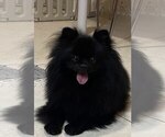 Small Photo #1 Pomeranian Puppy For Sale in Chisinau, Chisinau Municipality, Moldova