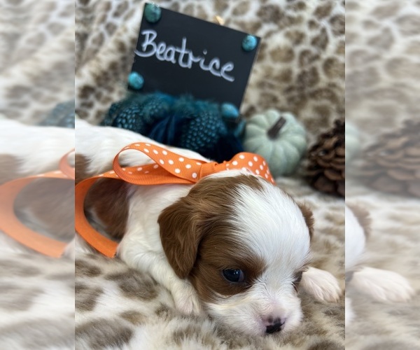 Medium Photo #4 Cavalier King Charles Spaniel Puppy For Sale in ABILENE, TX, USA