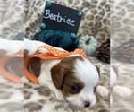 Small #3 Cavalier King Charles Spaniel