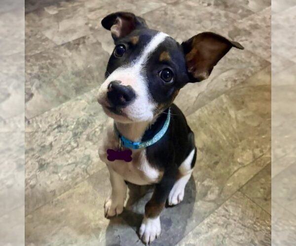 Medium Photo #1 Boston Terrier-Unknown Mix Puppy For Sale in Spring Lake, NC, USA