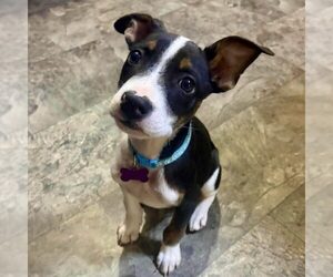 Boston Terrier-Unknown Mix Dogs for adoption in Spring Lake, NC, USA