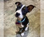 Small Boston Terrier Mix