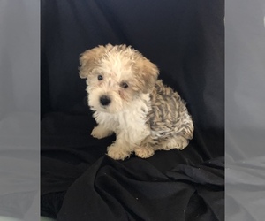 Yo-Chon Puppy for sale in ALEDO, TX, USA