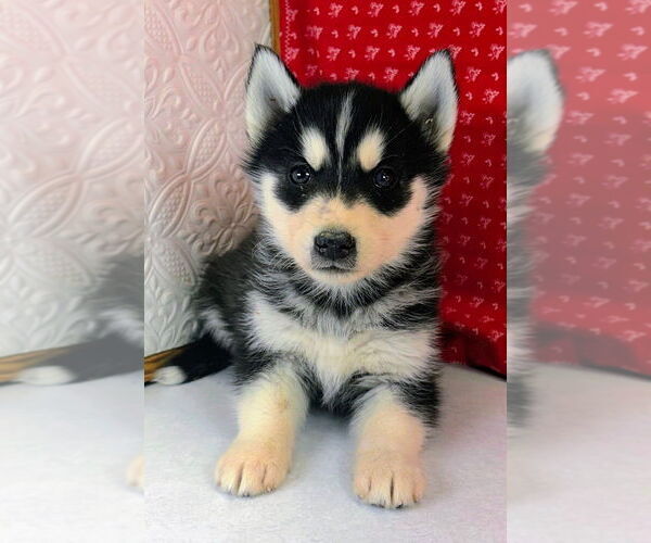 Medium Photo #4 Siberian Husky Puppy For Sale in MOUNT AYR, IA, USA