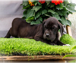 Small #1 Great Dane