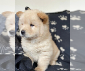 Chow Chow Puppy for sale in LAS VEGAS, NV, USA