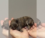 Small #11 Bernedoodle (Miniature)