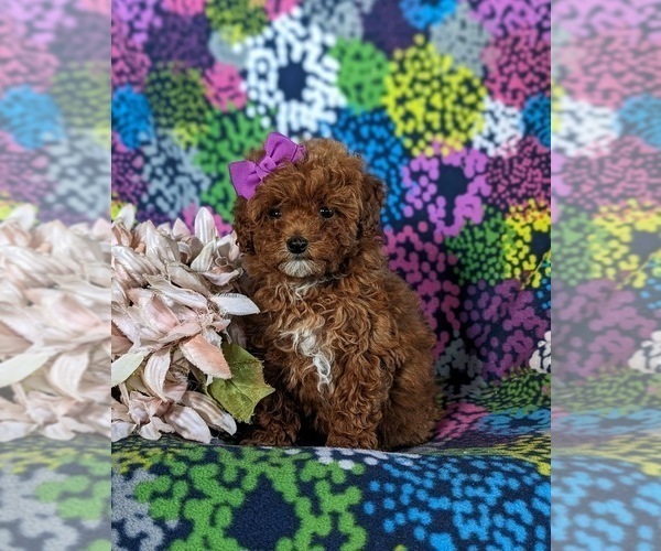 Medium Photo #1 Poodle (Miniature) Puppy For Sale in NOTTINGHAM, PA, USA