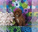 Small Photo #1 Poodle (Miniature) Puppy For Sale in NOTTINGHAM, PA, USA