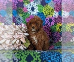 Small Poodle (Miniature)