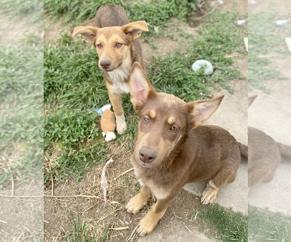 Medium Photo #4 Australian Kelpie-Unknown Mix Puppy For Sale in Newport Beach, CA, USA
