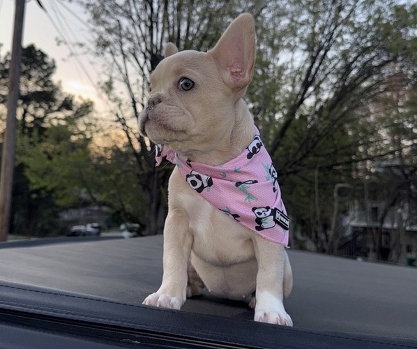 Medium Photo #2 French Bulldog Puppy For Sale in SUGAR HILL, GA, USA