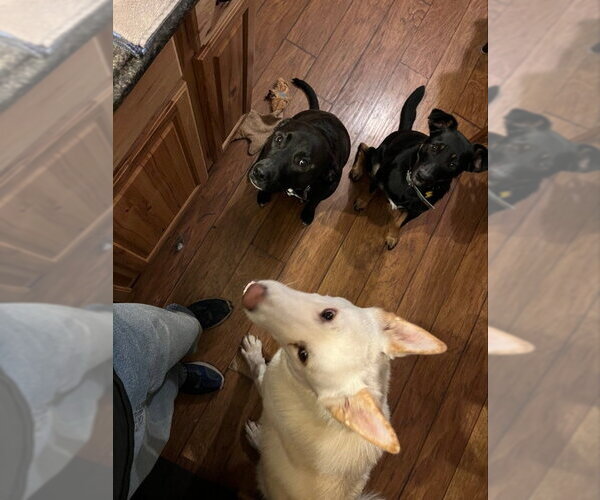 Medium Photo #28 Gerberian Shepsky Puppy For Sale in Winston Salem, NC, USA