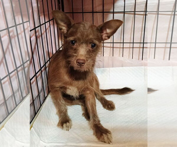 Medium Photo #13 Chihuahua-Unknown Mix Puppy For Sale in Oakhurst, NJ, USA