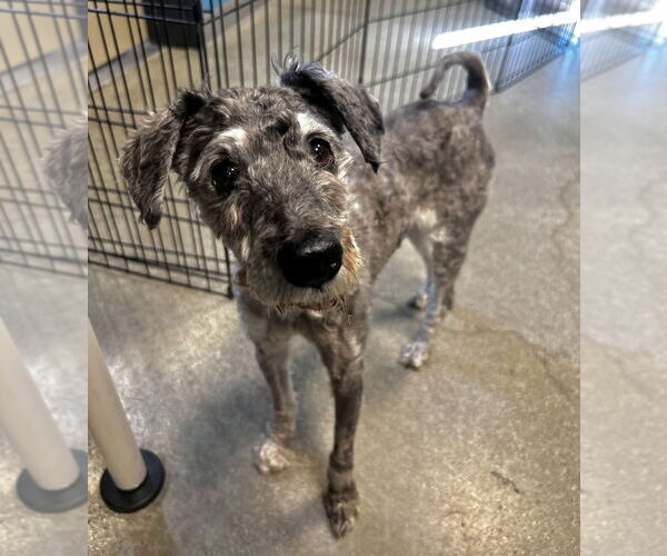 Medium Photo #3 - Mix Puppy For Sale in Salinas, CA, USA