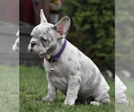 Small Photo #7 French Bulldog Puppy For Sale in SALEM, OR, USA