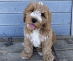 Small Photo #25 Australian Labradoodle Puppy For Sale in RICHLAND, WA, USA