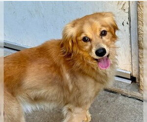 Golden Retriever-Unknown Mix Dogs for adoption in Aurora, IL, USA