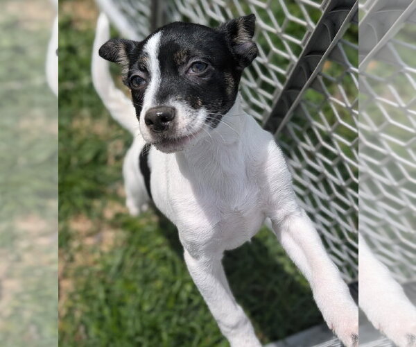Medium Photo #2 Mutt Puppy For Sale in Brooklyn Center, MN, USA