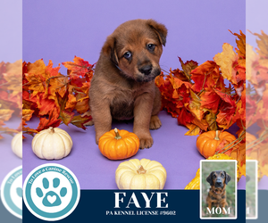 Golden Retriever-Unknown Mix Dogs for adoption in Kimberton, PA, USA